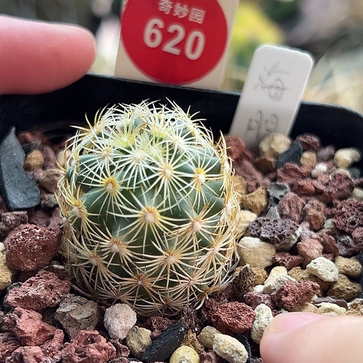 实生顶花海胆2.8cm