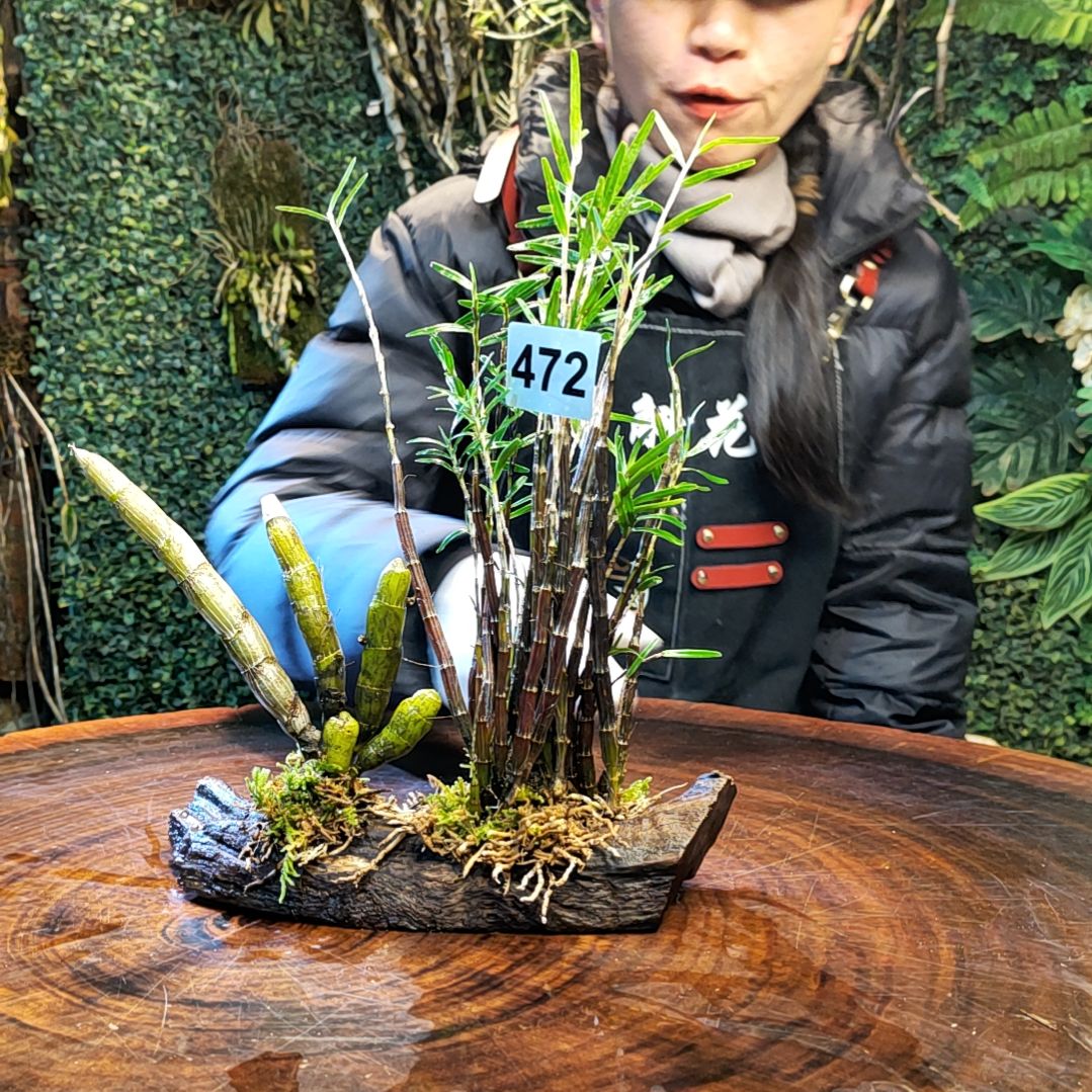 【闪购商品】472姬竹叶，尖刀唇花