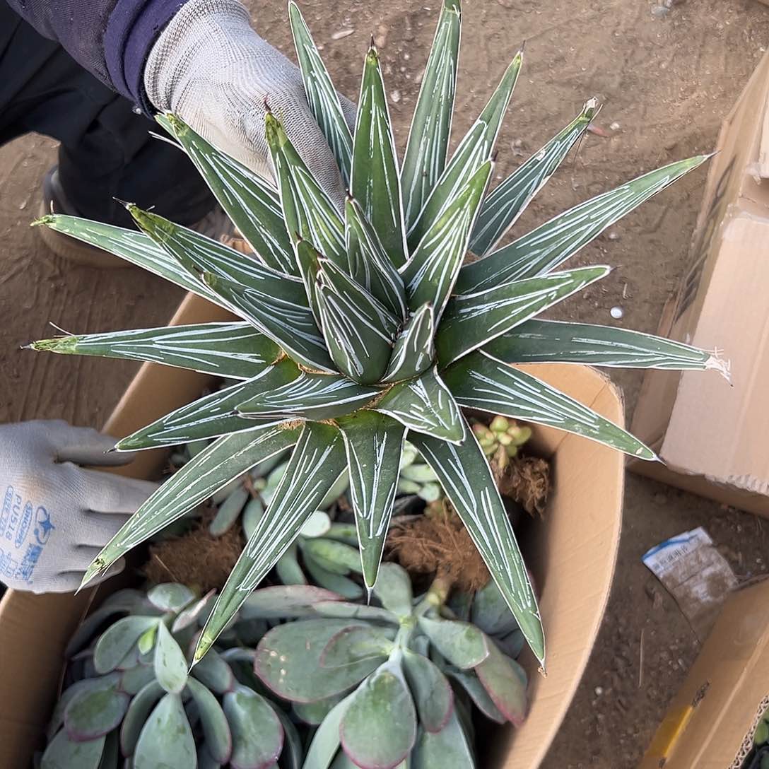 多肉植物大颗屉之雪