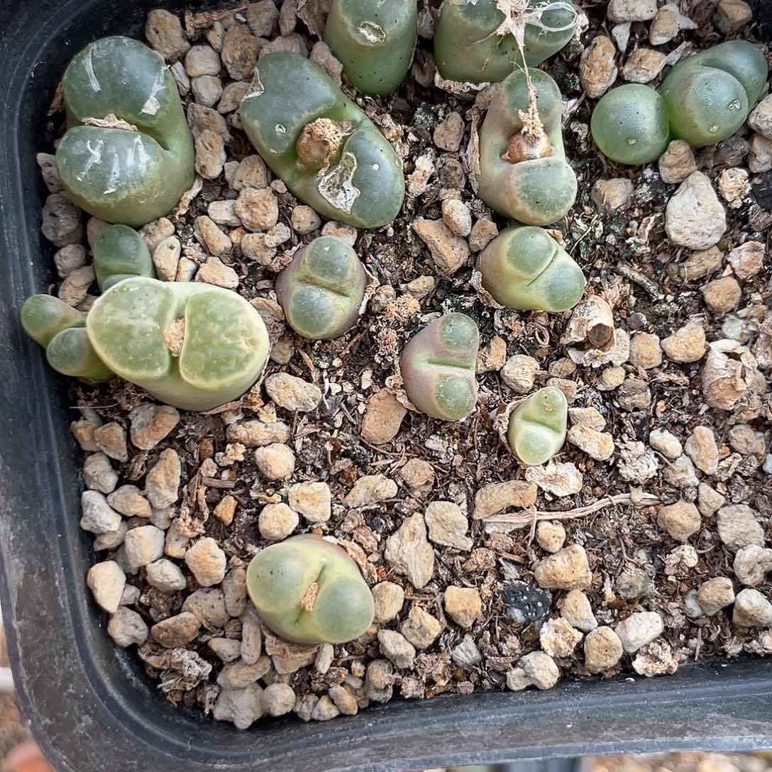 闪购商品生石花004