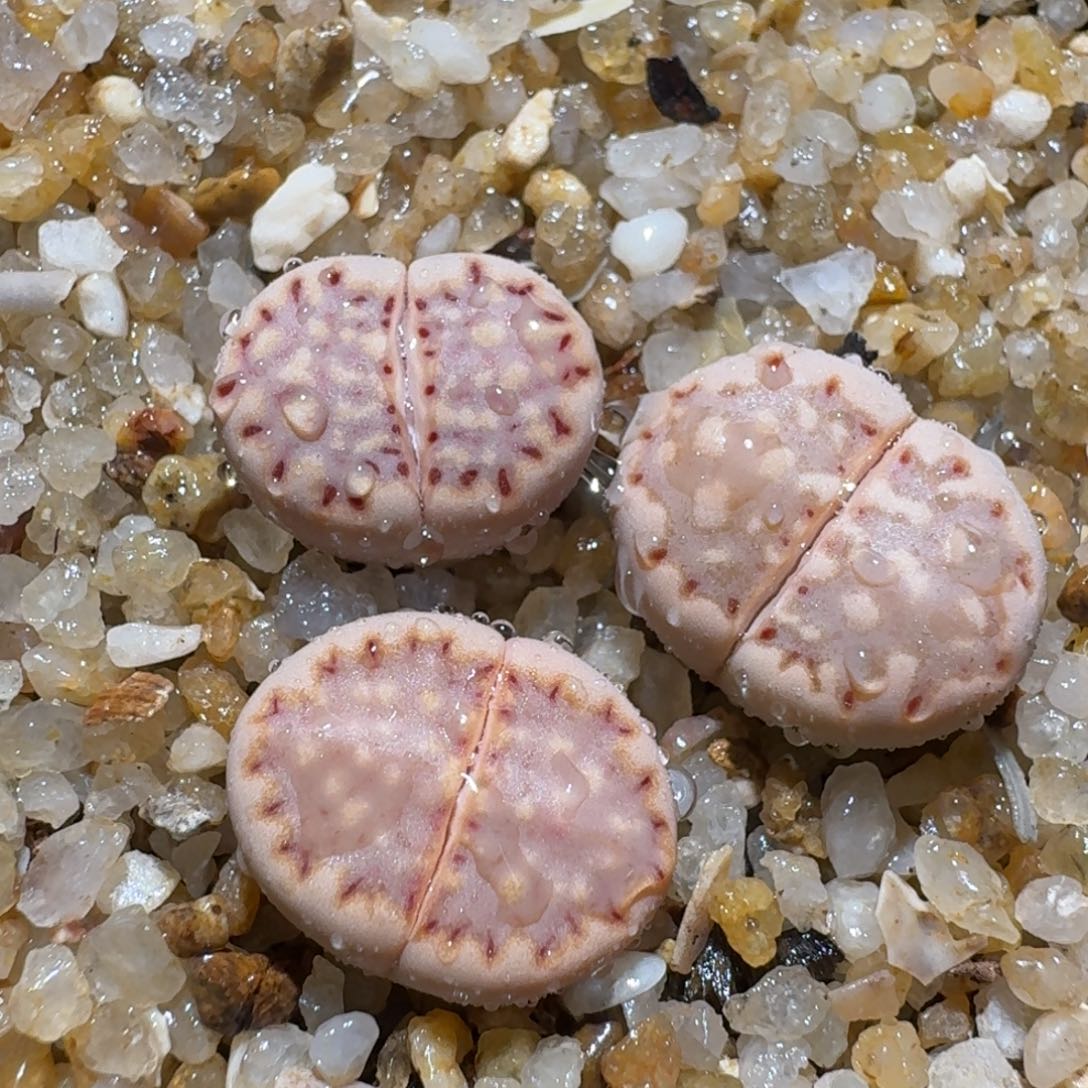 高品质生石花清清1312