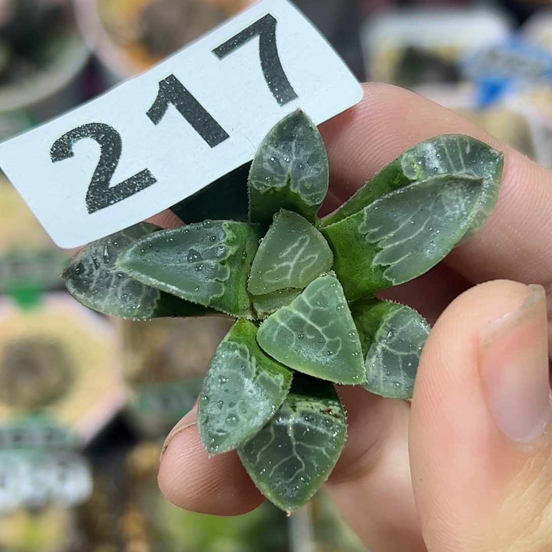 实生克十二卷多肉植物