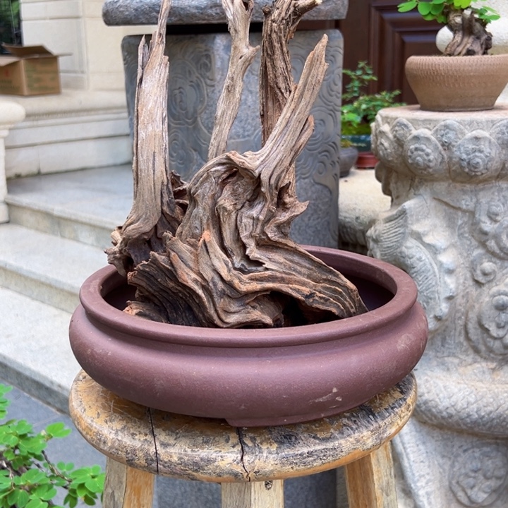 用***3无花朵金丝红木羊蹄甲