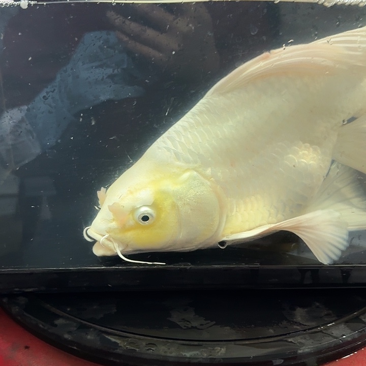 蝴蝶鲤鱼蝴蝶鲤包邮100