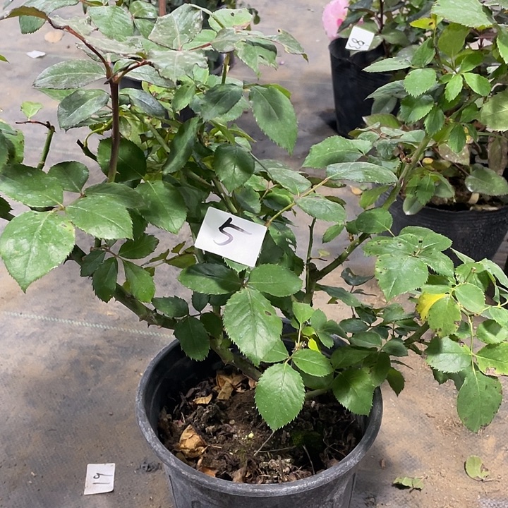 少量花朵（建议范围：2朵-5朵 或40%以下）5玛丽蒂姆