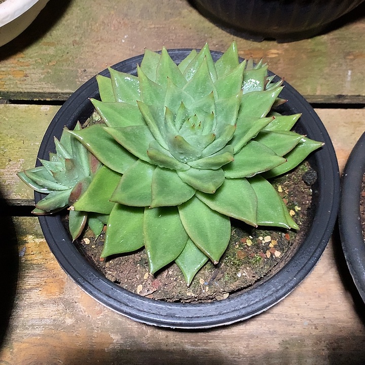 美肉特价活动开始了