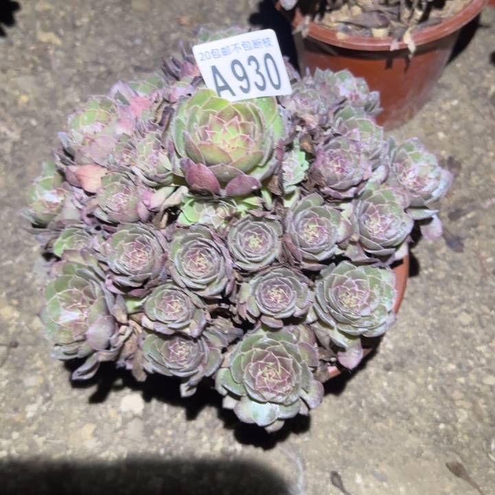 红魔。不包断枝……多肉植物