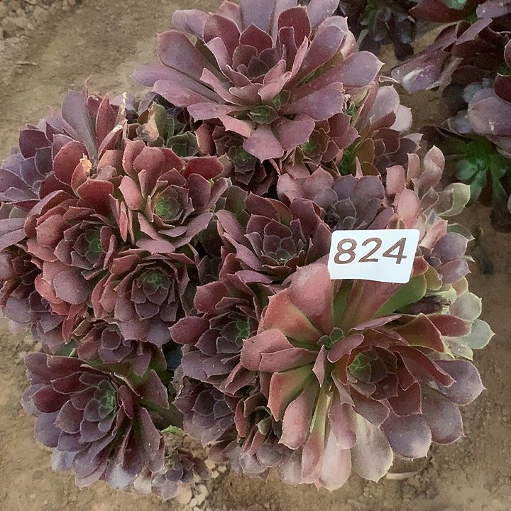 无花朵824荷兰玫瑰南