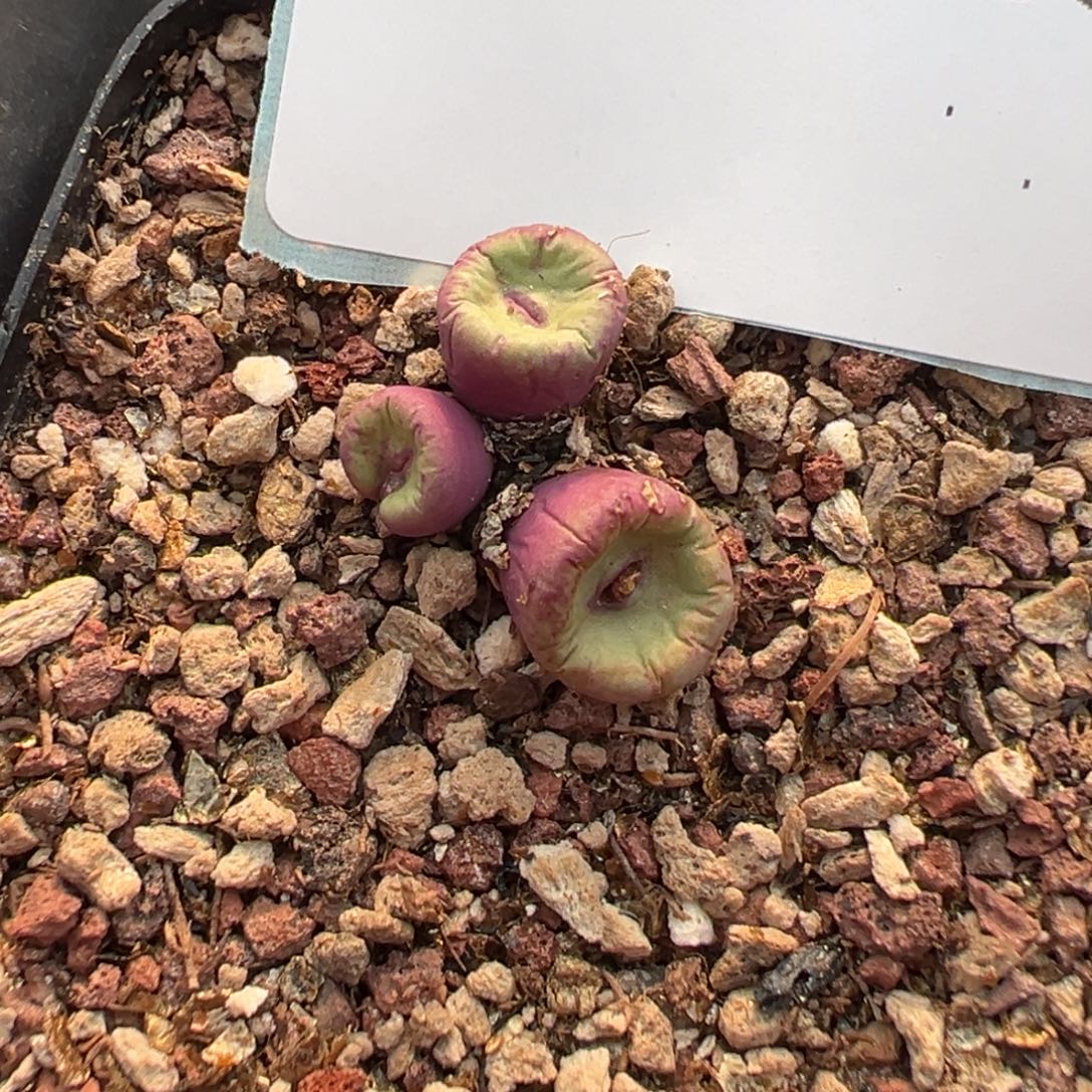 18-66肉锥多肉植物