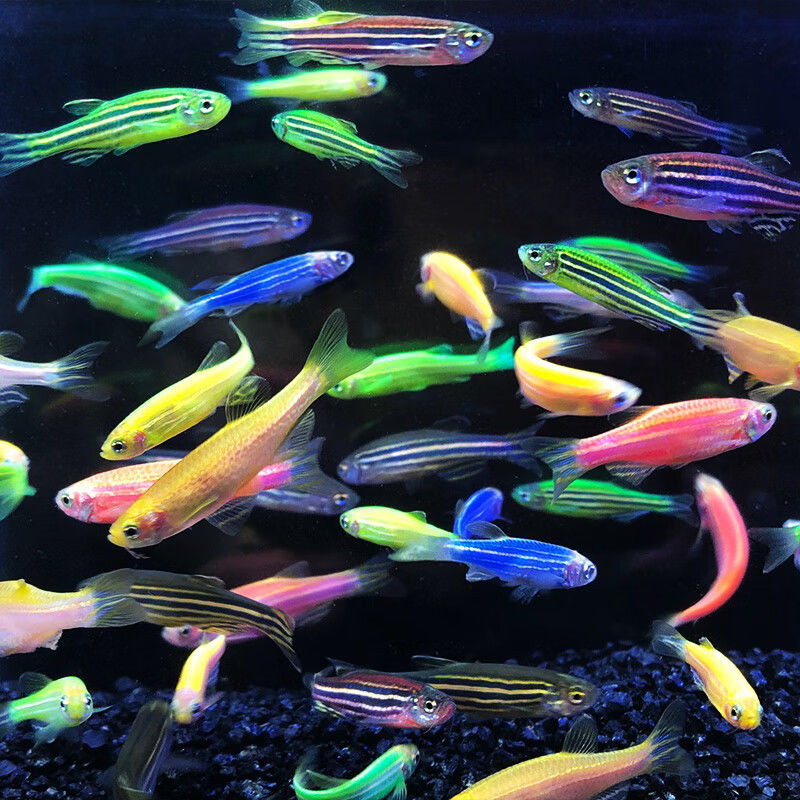 七彩斑马鱼小型淡水观赏鱼活体好养热带灯科鱼
