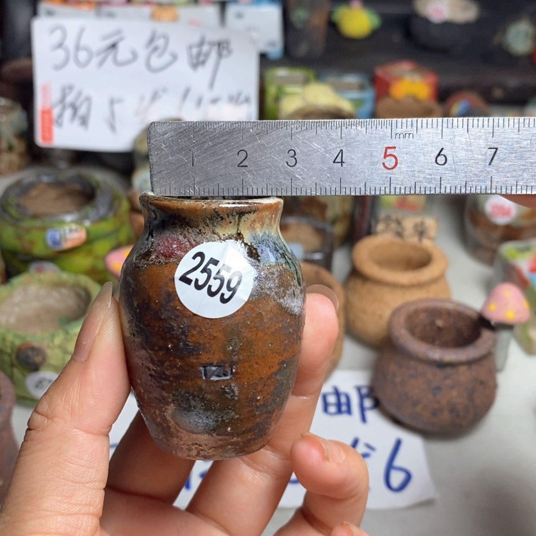 拍5送一个小礼物