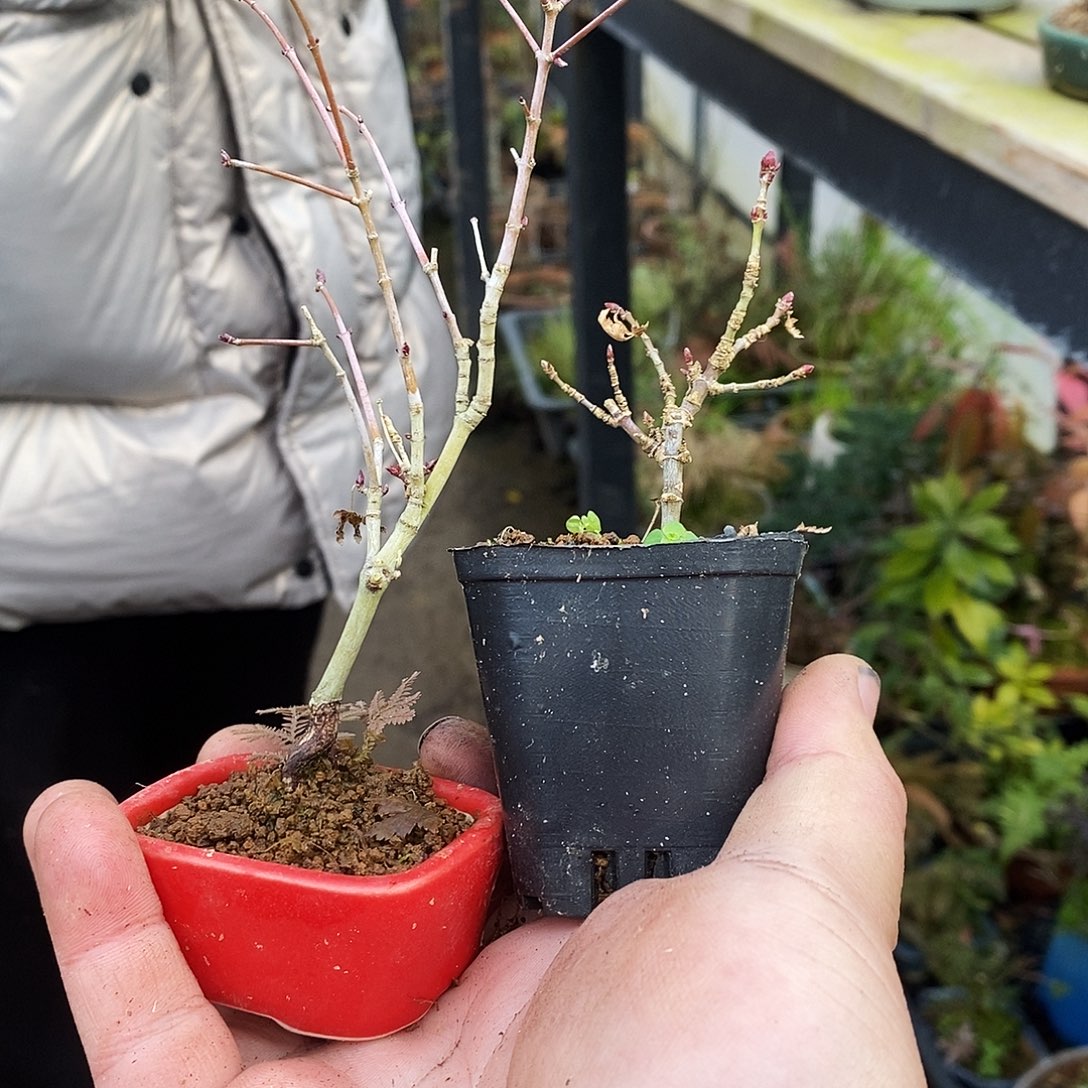 盆景心***鹿枫树两个 中通快递