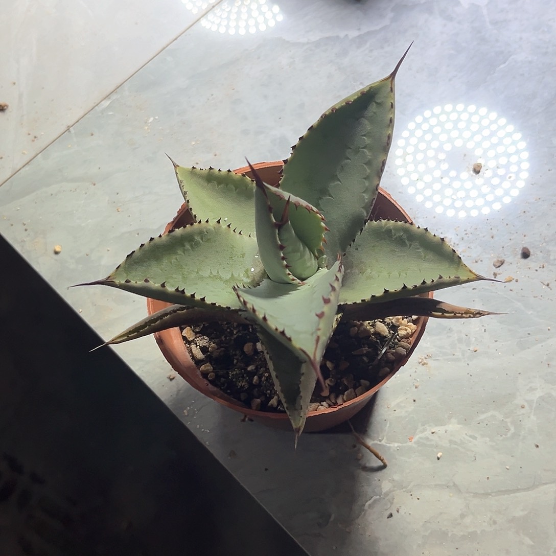 山**程龙舌兰龙爪随单10