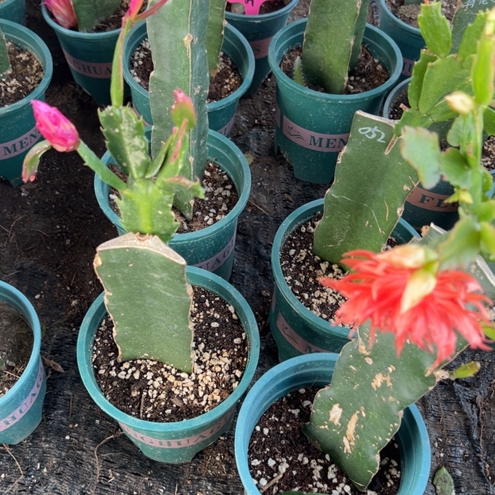 李***子59号三色复色大花083