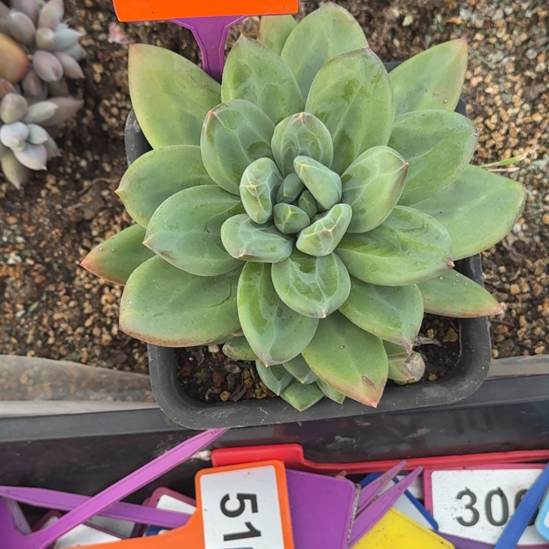 叶***.多肉植物胖体海洋413