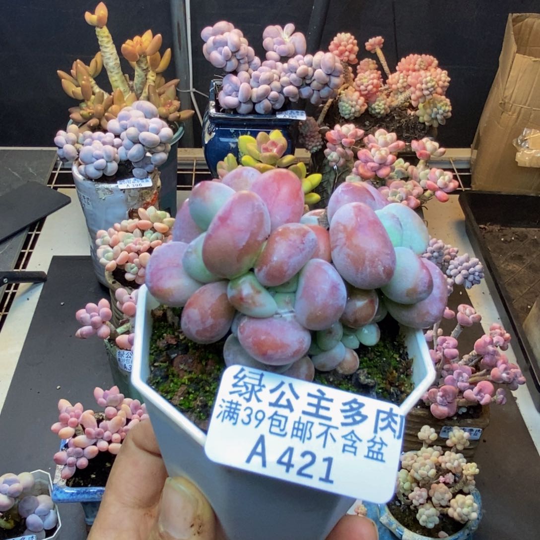 421珍珠洛神多肉6cm