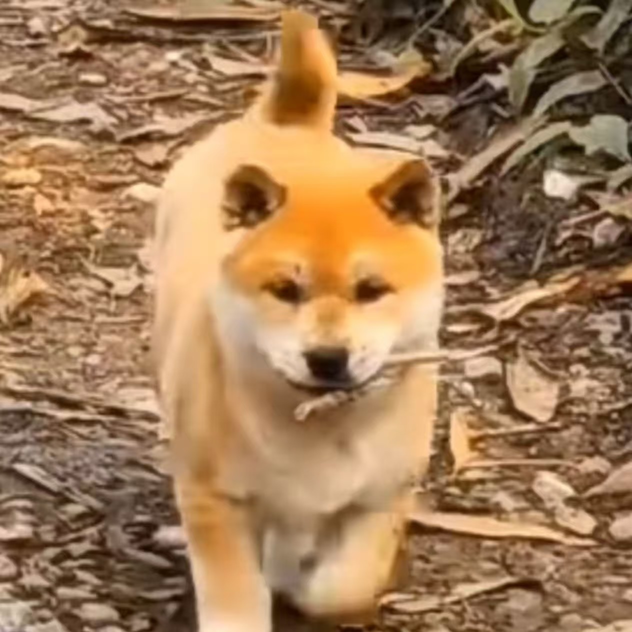 中华田园犬活体宠物通用链接