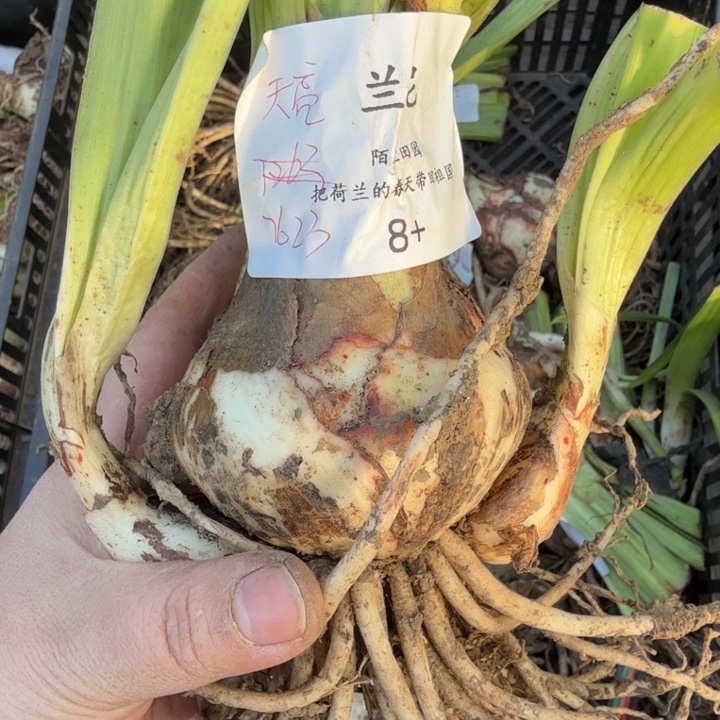 当前无花栽培后可以开花兰尼8厘米开花球