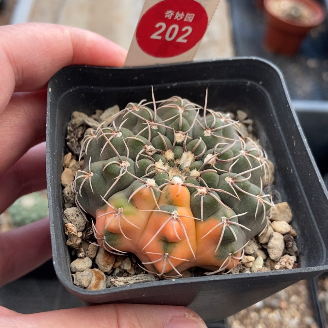 实生裸鄂球锦5.3cm