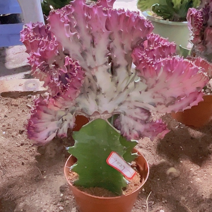 大戟科多肉植物彩麒麟18.8