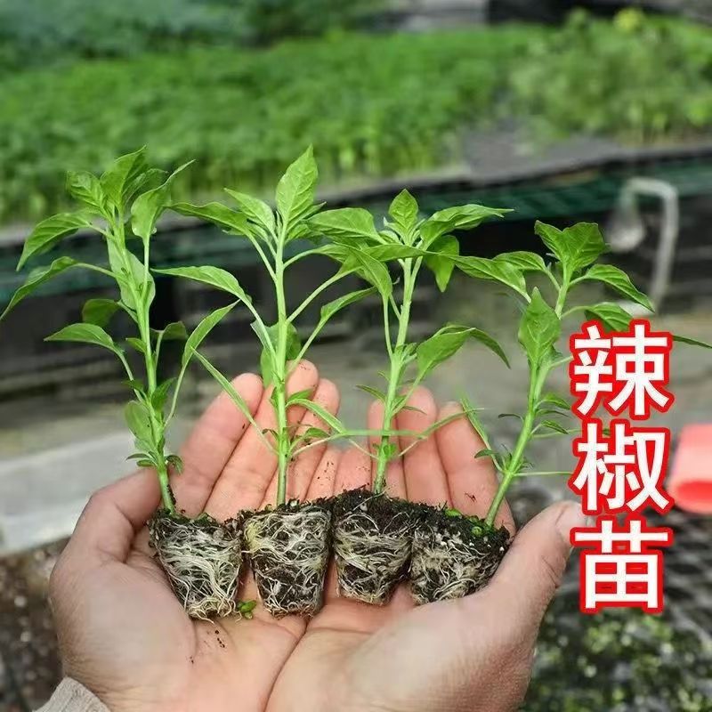 辣椒苗高产发货蔬菜苗薄皮椒苗长线椒苗螺丝椒苗朝天椒苗辣椒秧苗