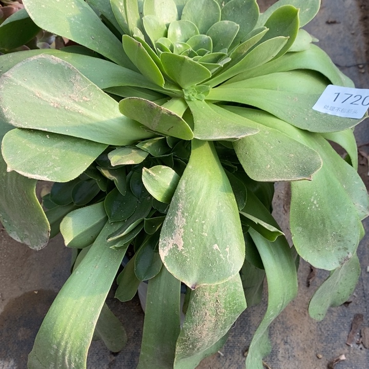 香炉盘多肉断头不包1720