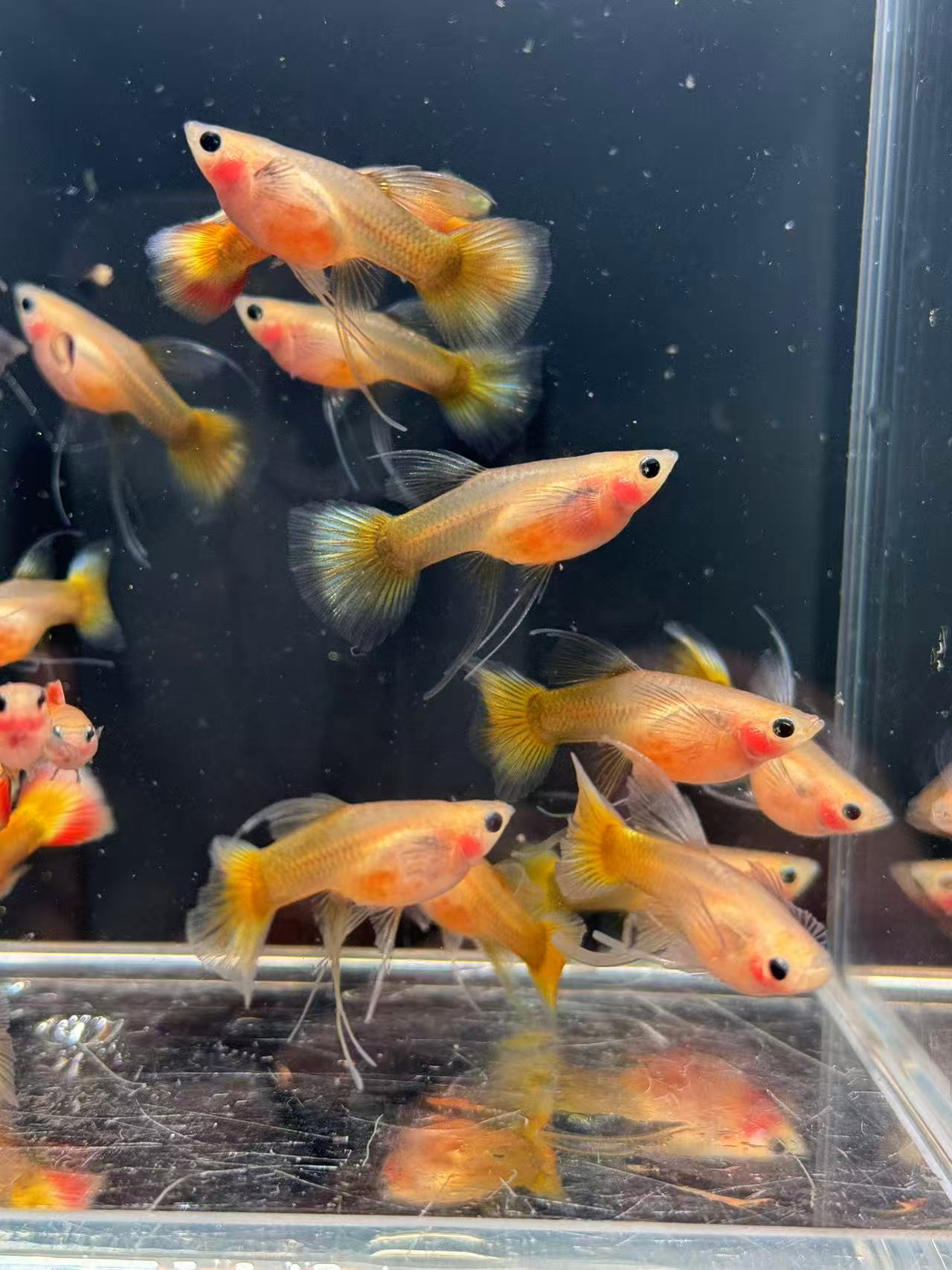 黄金玻璃猫  观赏鱼