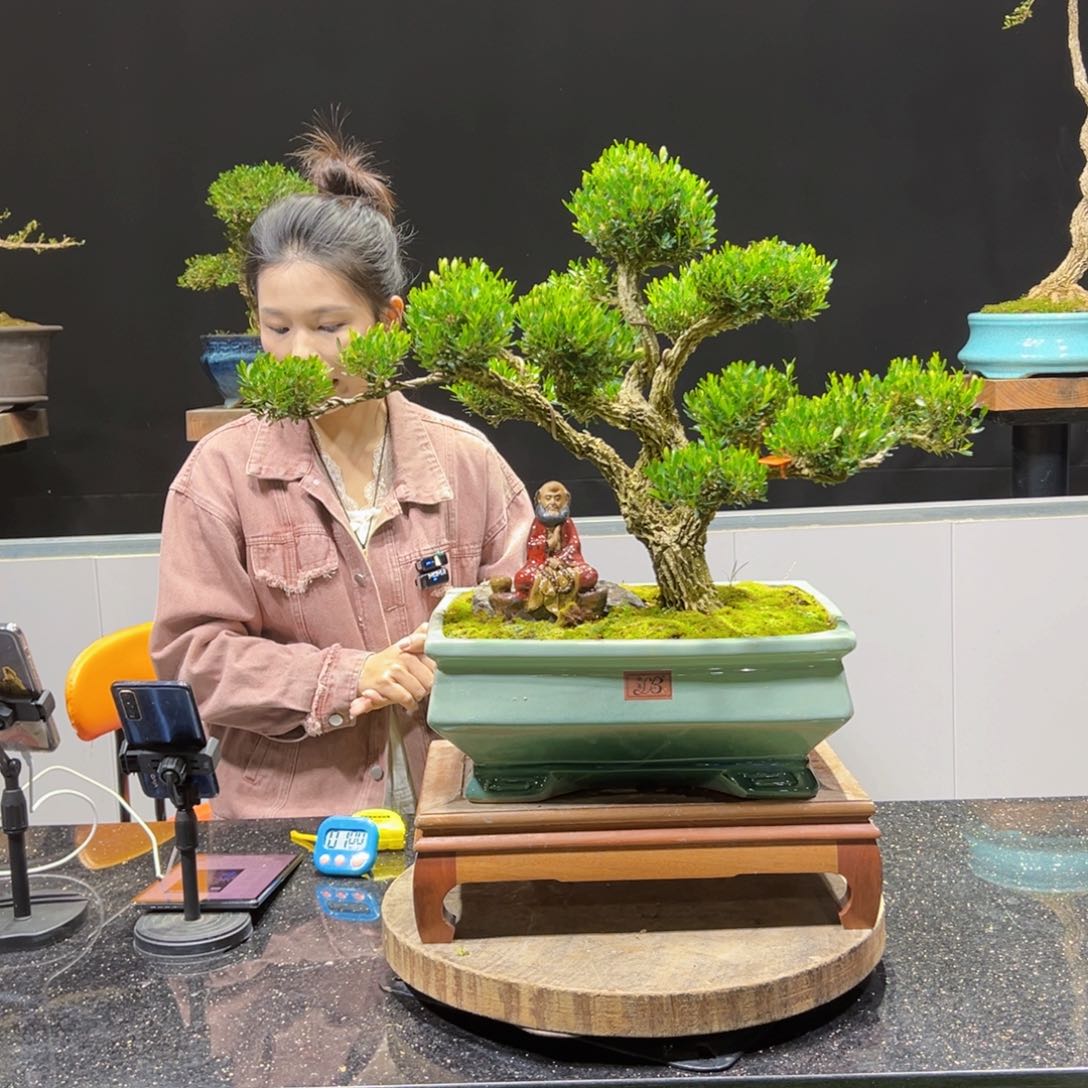 黄杨盆景老桩四季常青