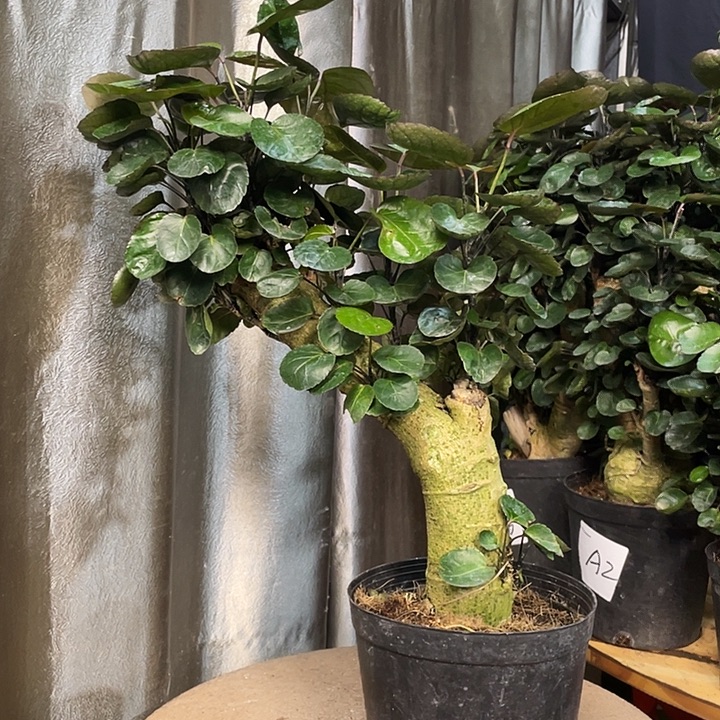 完全开放44455555988999