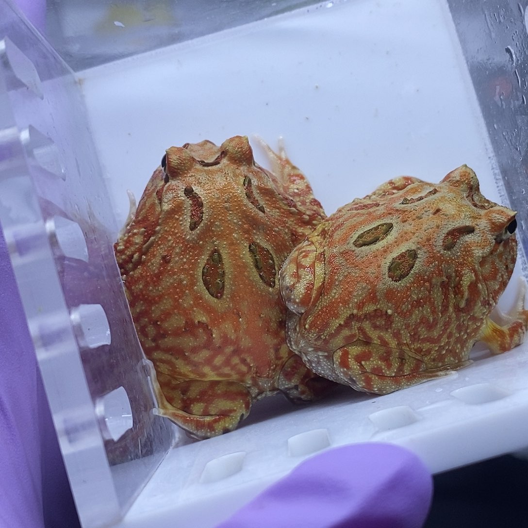 角蛙土龙一只4.5公分