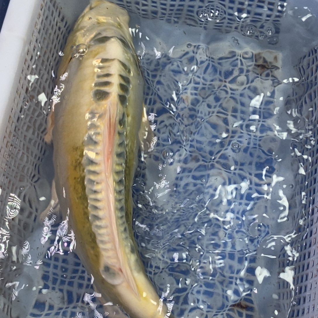 锦鲤冷水锦鲤包邮