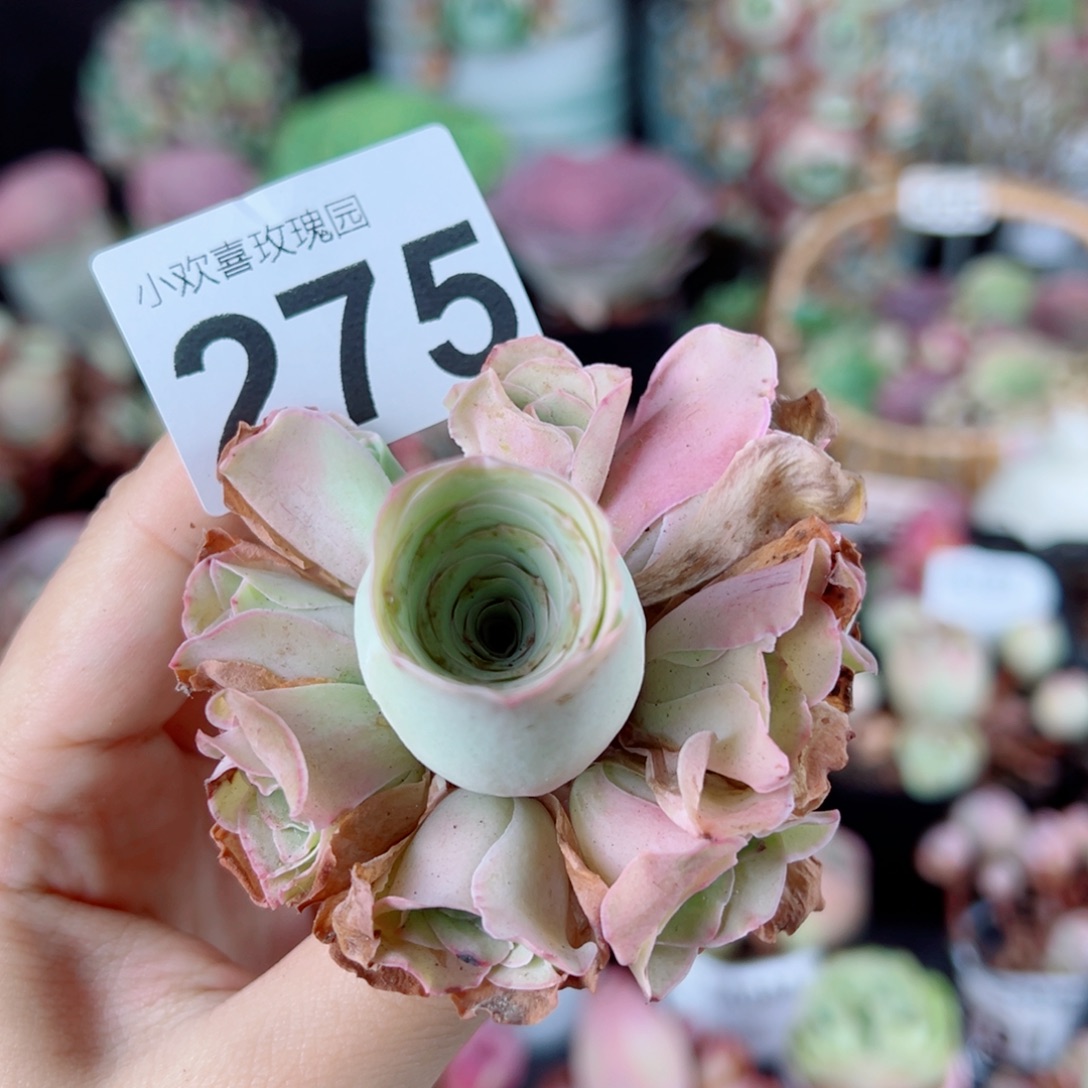 275粉玫瑰酒杯手捧花。    