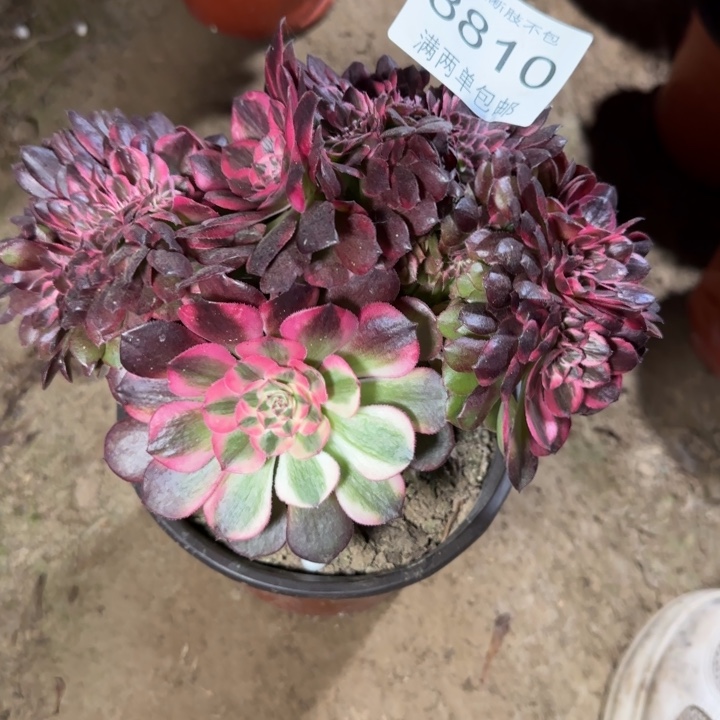 8810荔枝多肉植物