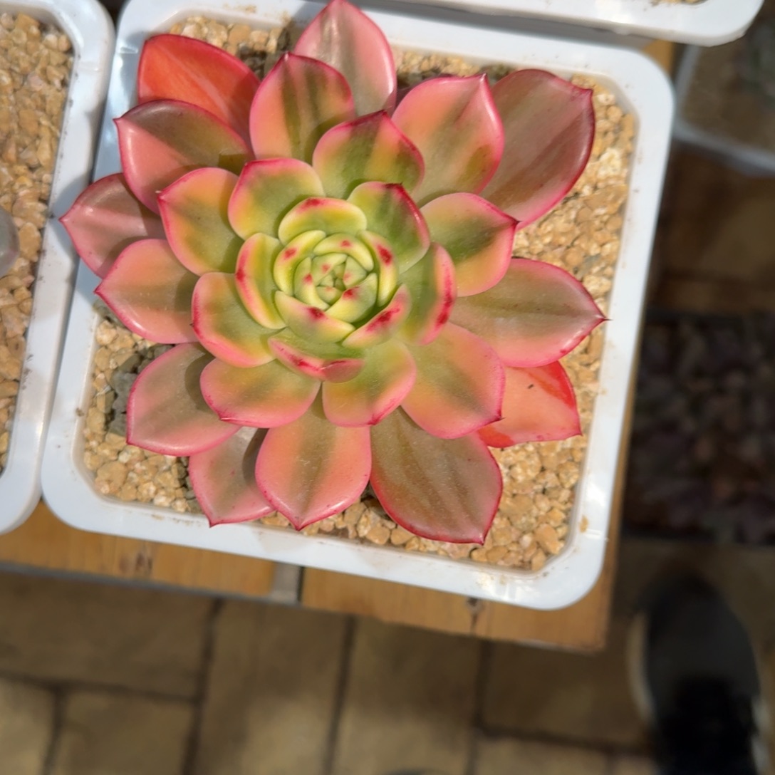 多肉植物链接的肉肉