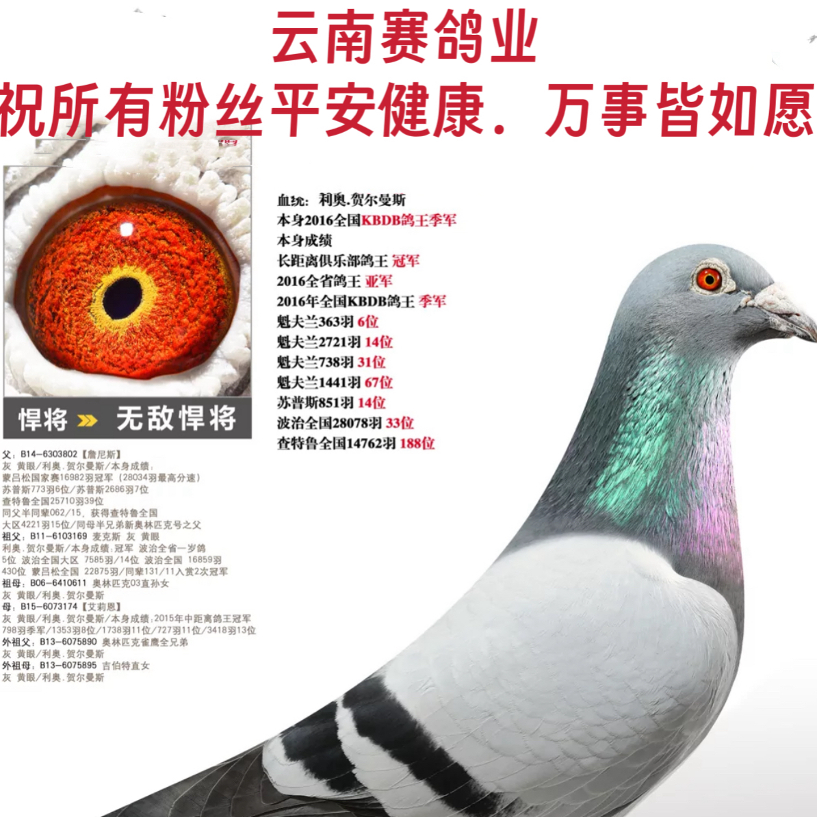 云南实战赛鸽种鸽多项链接