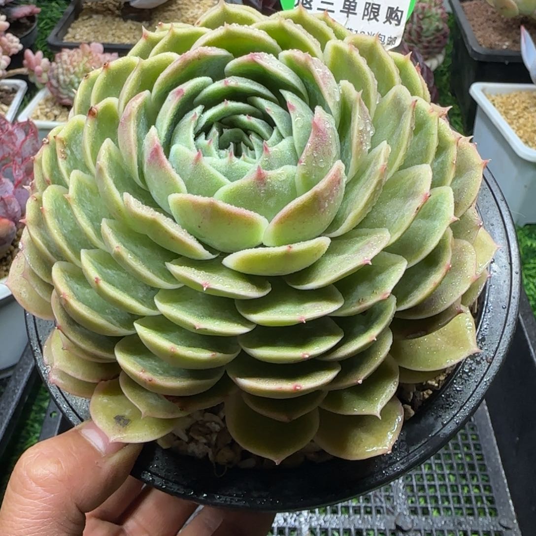 解忧多肉植物编号310