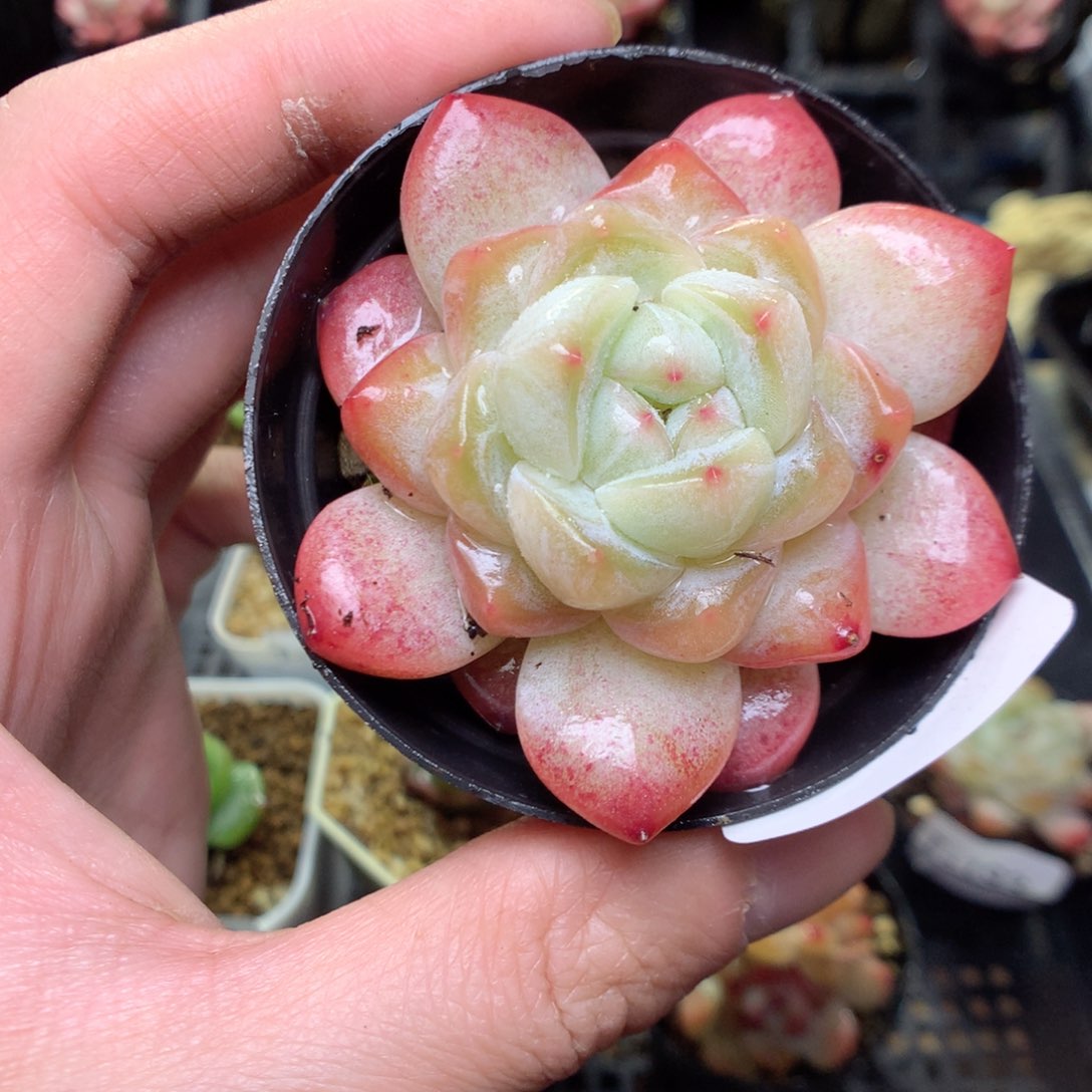 T194y y y y y y y y y