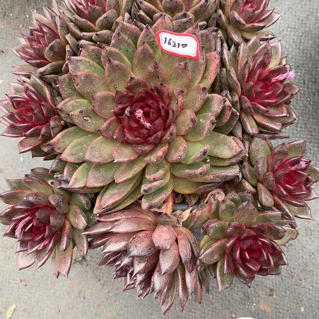 葡***甜黑水晶多肉16210