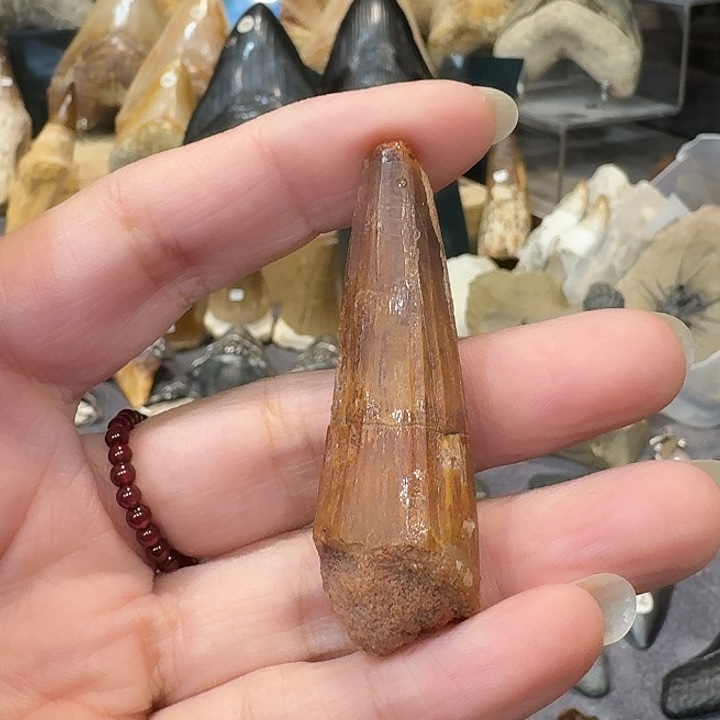 ，***。PVC精品巨齿鲨牙齿化石