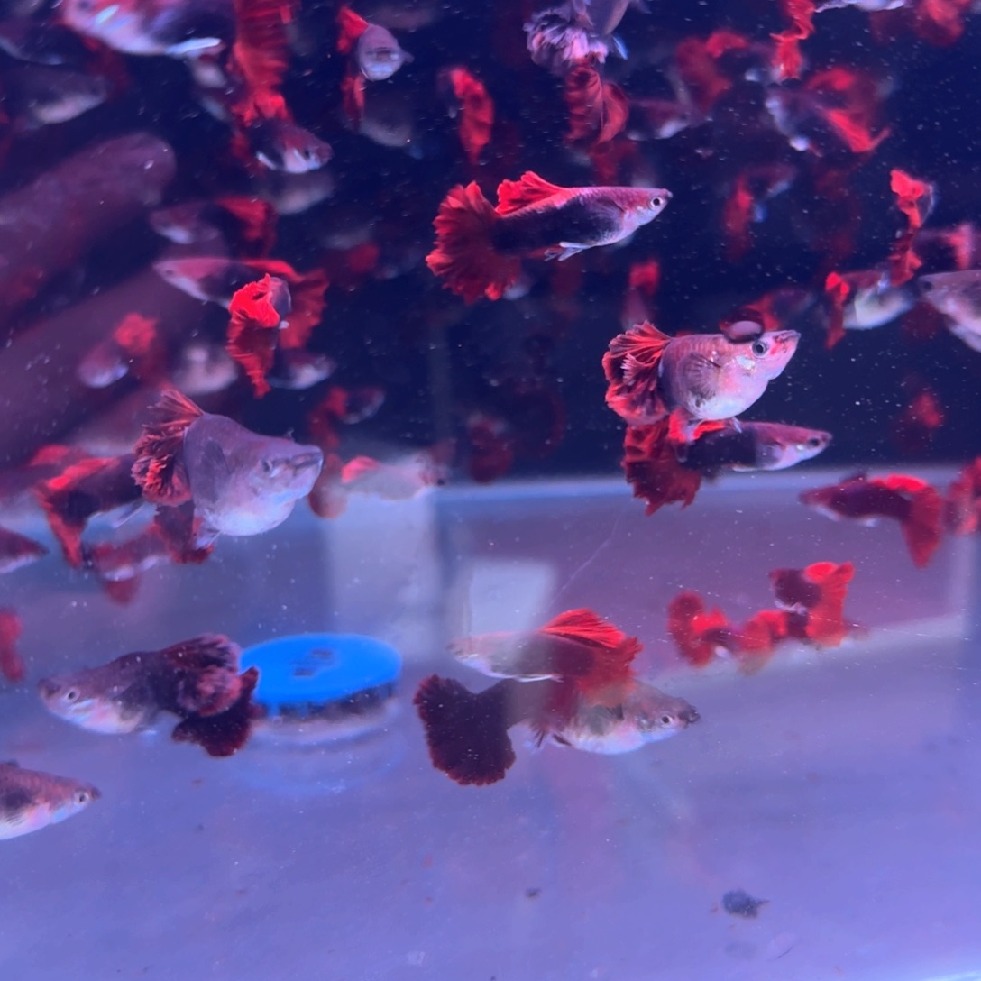 孔雀鱼微瑕折扇6条