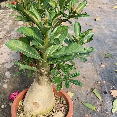 【闪购商品】无花朵蓝*