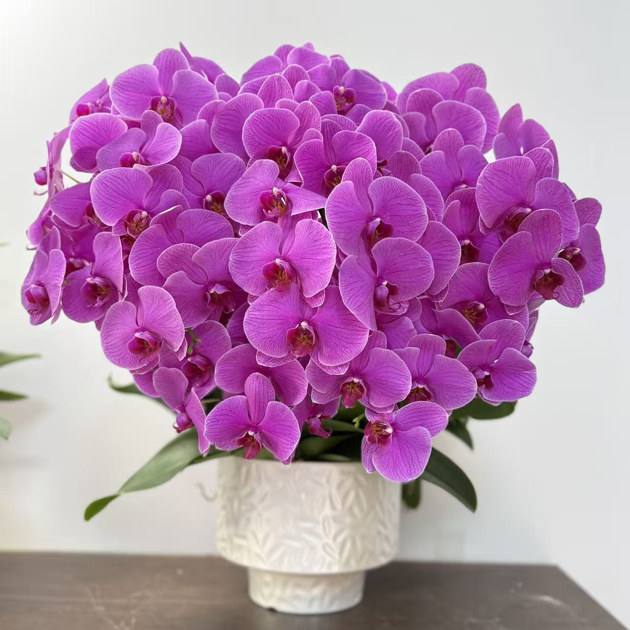 蝴蝶兰《恭喜发财》紫红花色 高贵典雅 大气美观 室内花卉