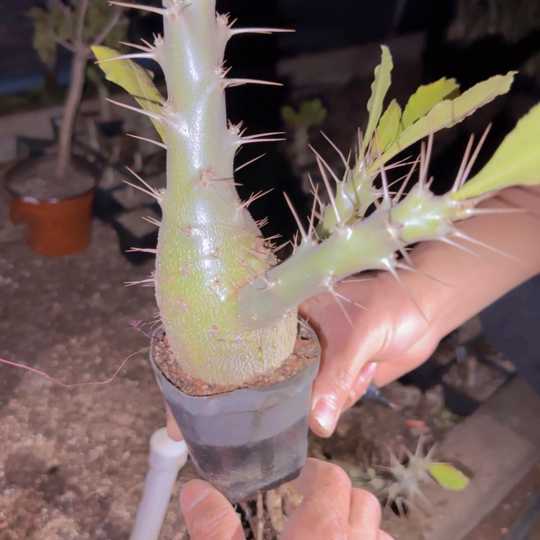 貳***兄块根植物块根植物