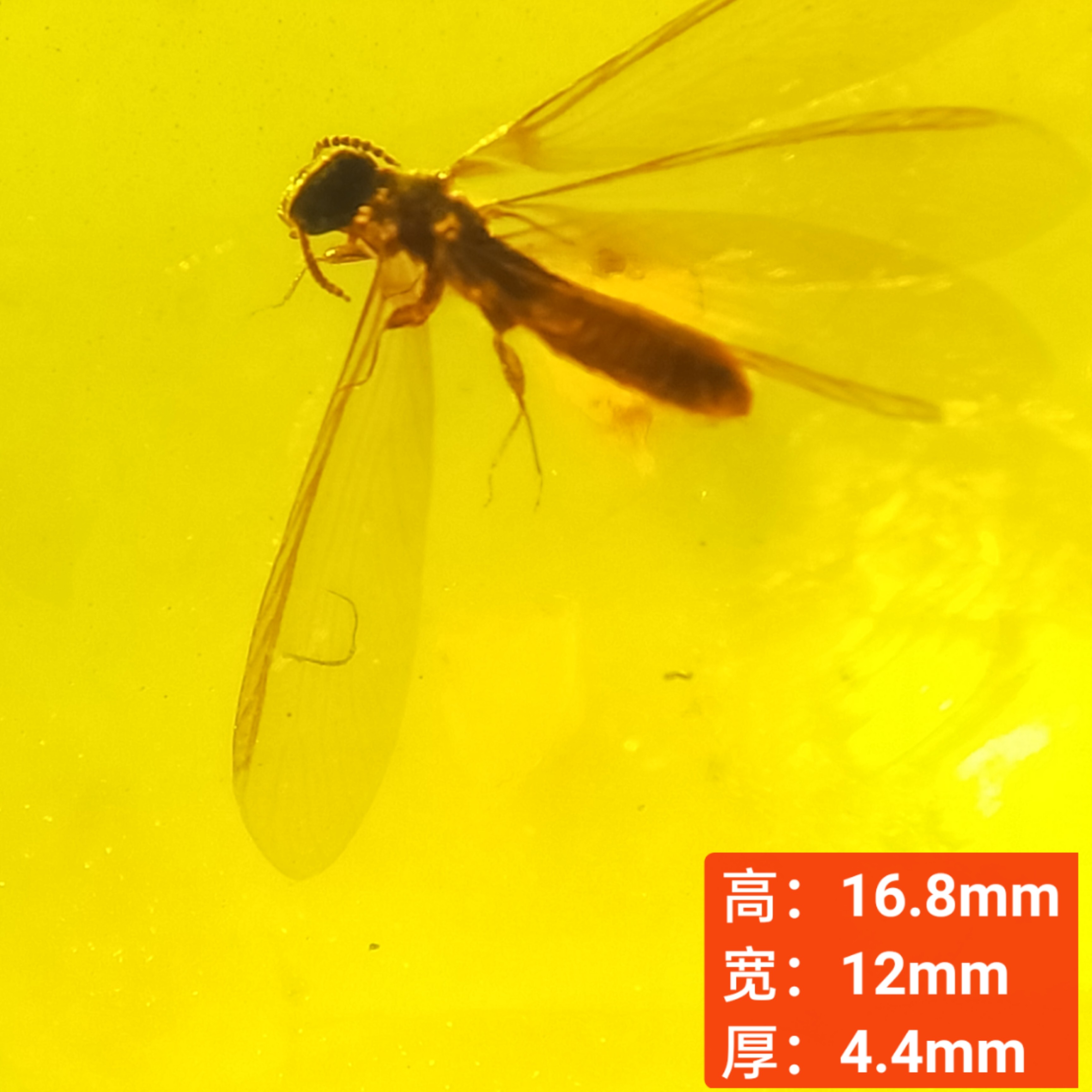 展翅白蚁天然缅甸琥珀虫珀原石裸石摆件无优化化石珠宝首饰保真