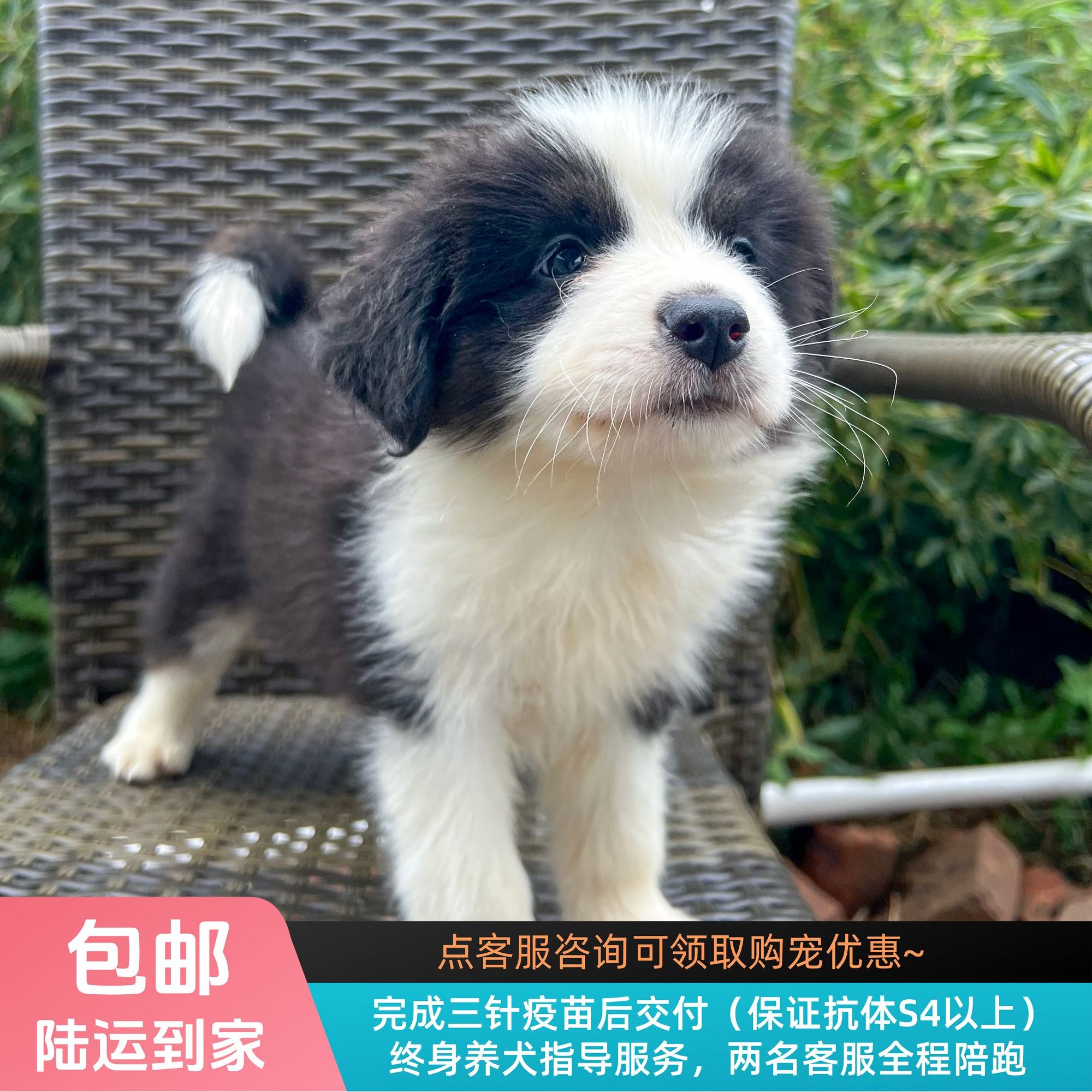 凉皮-黑白三色边牧妹妹边境牧羊犬幼犬