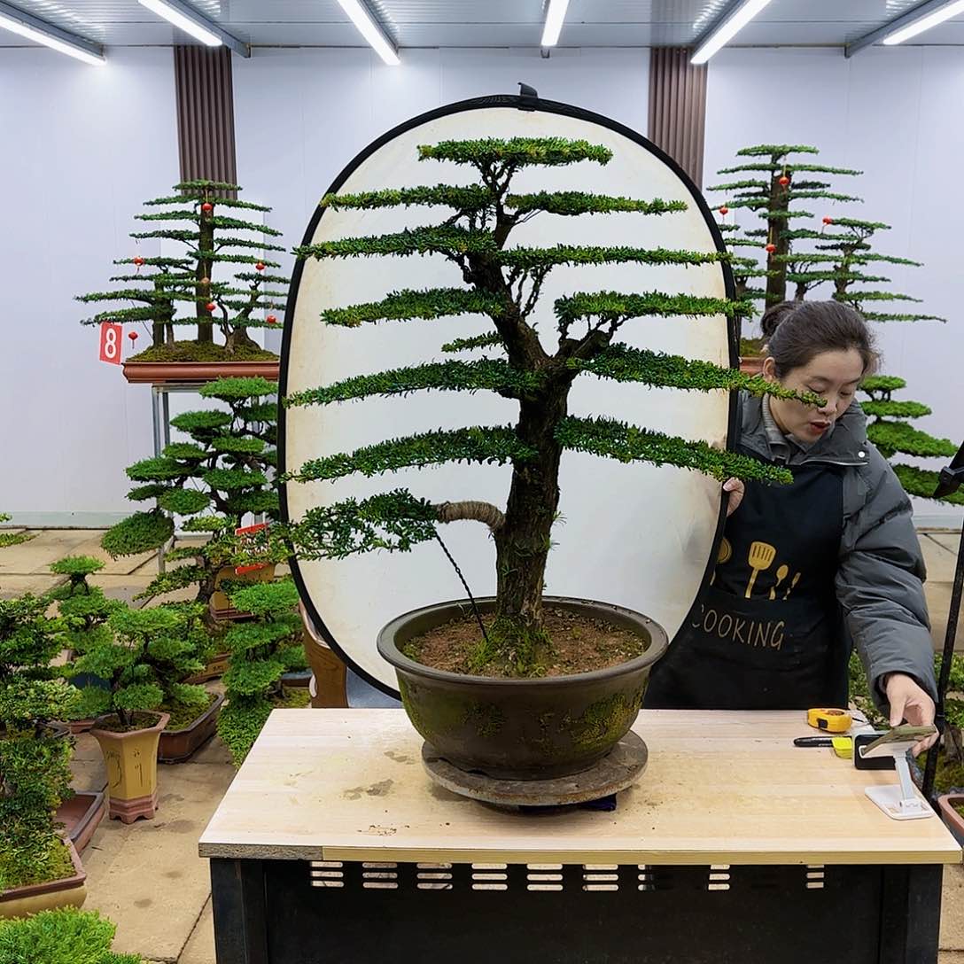 盆景直播间一物一拍