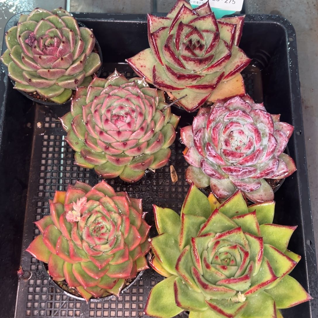 从前慢多肉精选编号0120.275