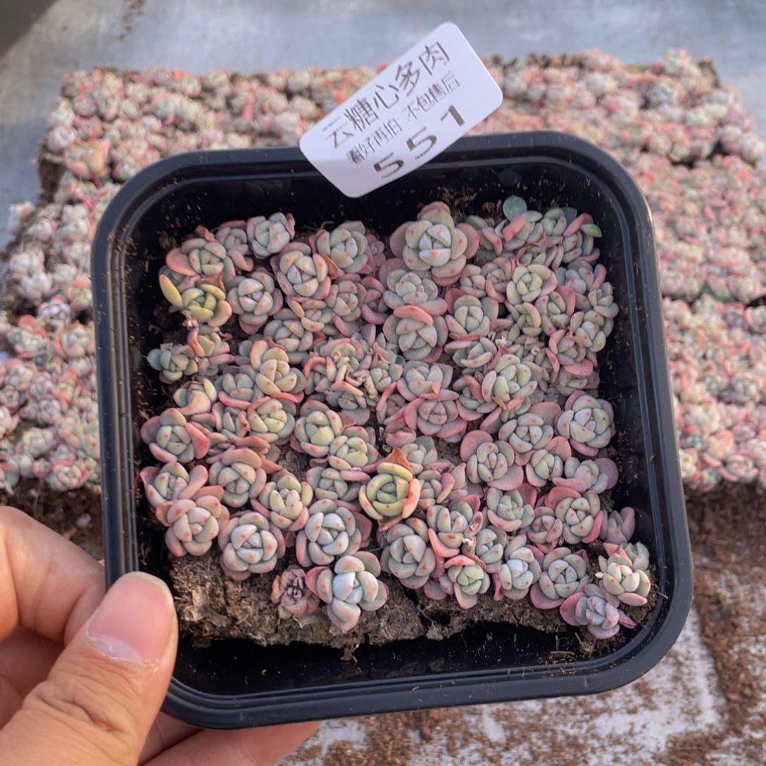 云糖心多肉植物551
