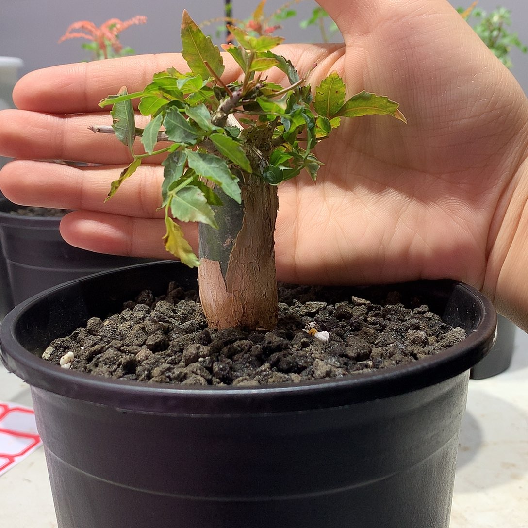 芳香裂榄实生带盆