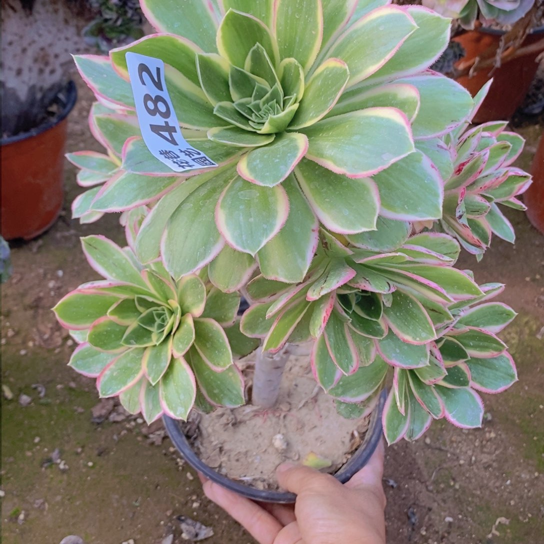 482 号一物一拍多肉植物